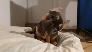 Французский Бульдог Грызет Косточку | French Bulldog Gnawing Bone