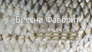 Блесна Фаворит на жереха, окуня, голавля, язя - favorite fishing lure