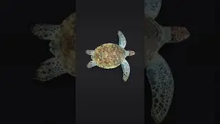 Turtle 3D animation