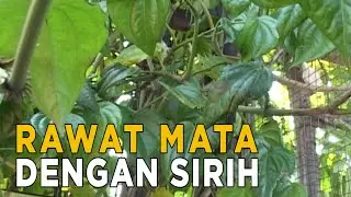 Merawat mata dengan menggunakan daun sirih | JELANG SIANG