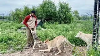 Последняя борьба с САЯНОМ 🥹