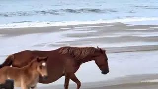 Wild horses at the outer banks.