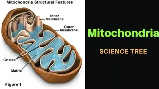 Mitochondria | Mitochondria structure and function