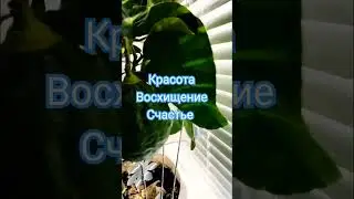 Красота # Восхищение # Счастье #