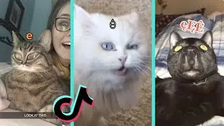 TikTok Accent Challenge Cat Compilation | Distorted pictures of my cats as inaudible sounds