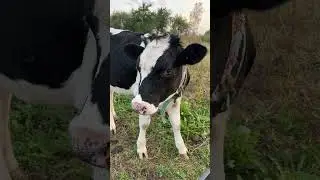 Теленок украшает себя. #animal #животные #теленок #cow